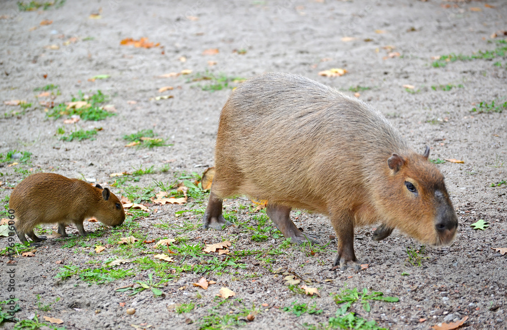 Capybara (water pig) (Hydrochoerus hydrochaeris Linnaeus) with a cub Capybara (water pig) (Hydrochoerus hydrochaeris Linnaeus) with a cub