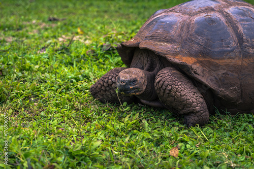 Galapagos Islands - July 22, 2017: Giant Tortoise in Santa Cruz photo