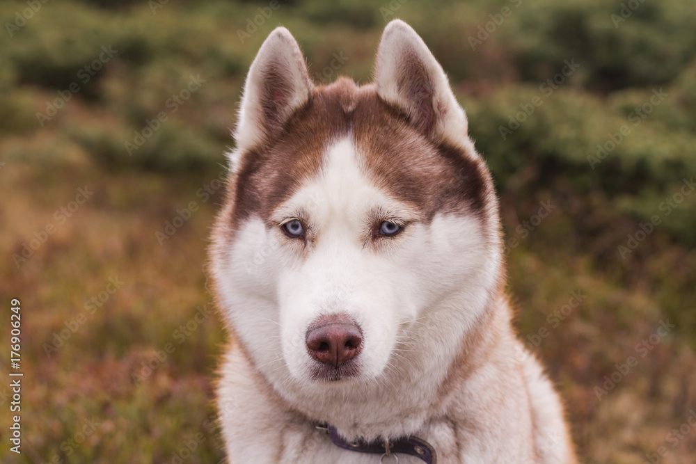 Siberian huky dog in forest outdoors, laika, wolfdog Siberian huky dog in forest outdoors, laika, wolfdog