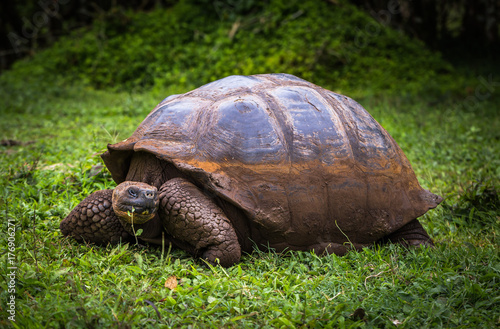 Galapagos Islands - July 22, 2017: Giant Tortoise in Santa Cruz photo