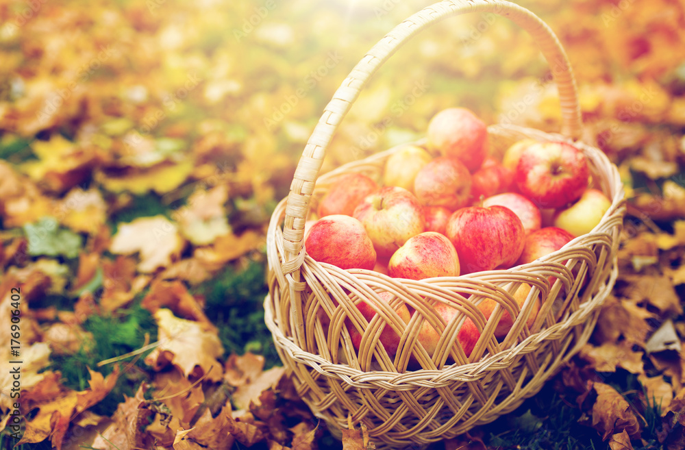 wicker basket of ripe red apples at autumn garden wicker basket of ripe red apples at autumn garden