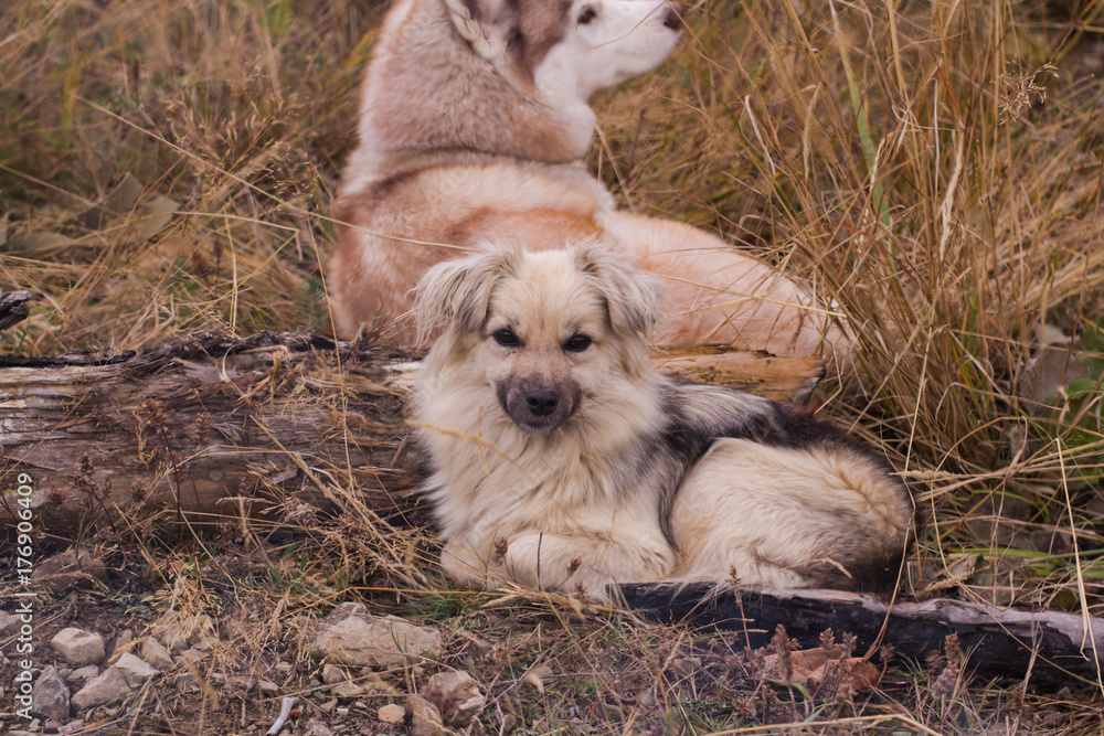 Cute dog outdoors, picture of metis dog Cute dog outdoors, picture of metis dog