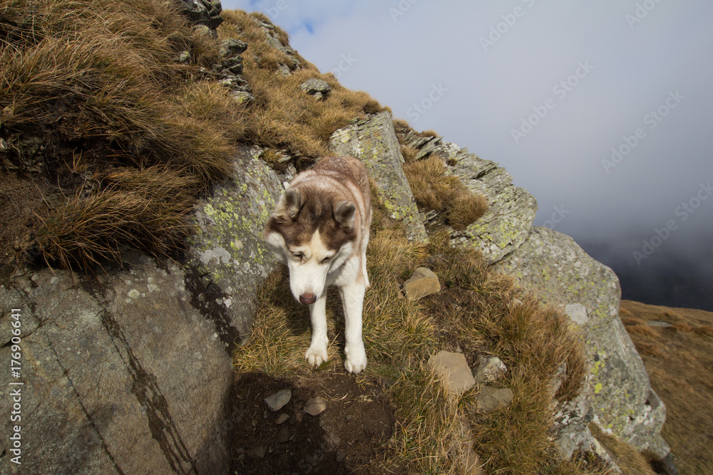 Obraz premium Siberian huky dog in forest outdoors, laika, wolfdog 