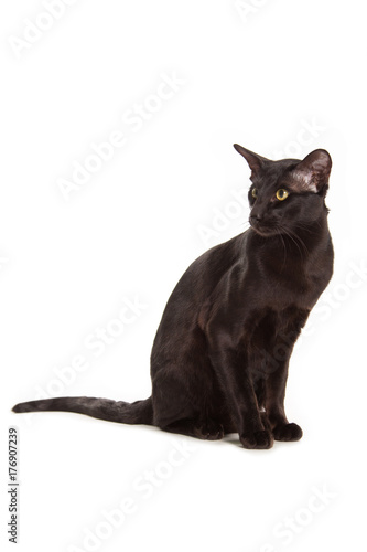 oriental black cat isolated over white background