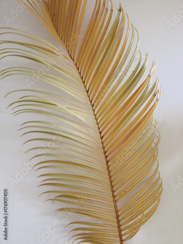 Palm leaf on a white table