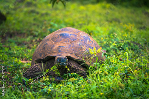 Galapagos Islands - July 22, 2017: Giant Tortoise in Santa Cruz photo