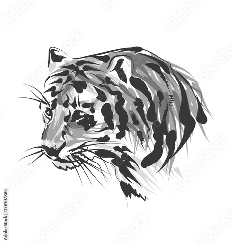 Vector sketch of the head of the tiger