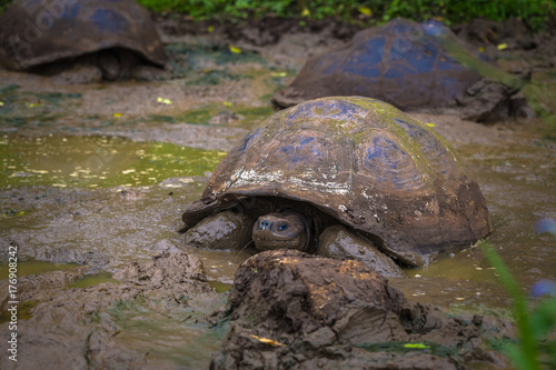 Galapagos Islands - July 22, 2017: Giant Tortoises in Santa Cruz photo