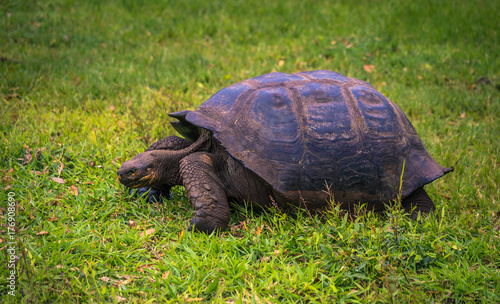 Galapagos Islands - July 22, 2017: Giant Tortoise in Santa Cruz photo