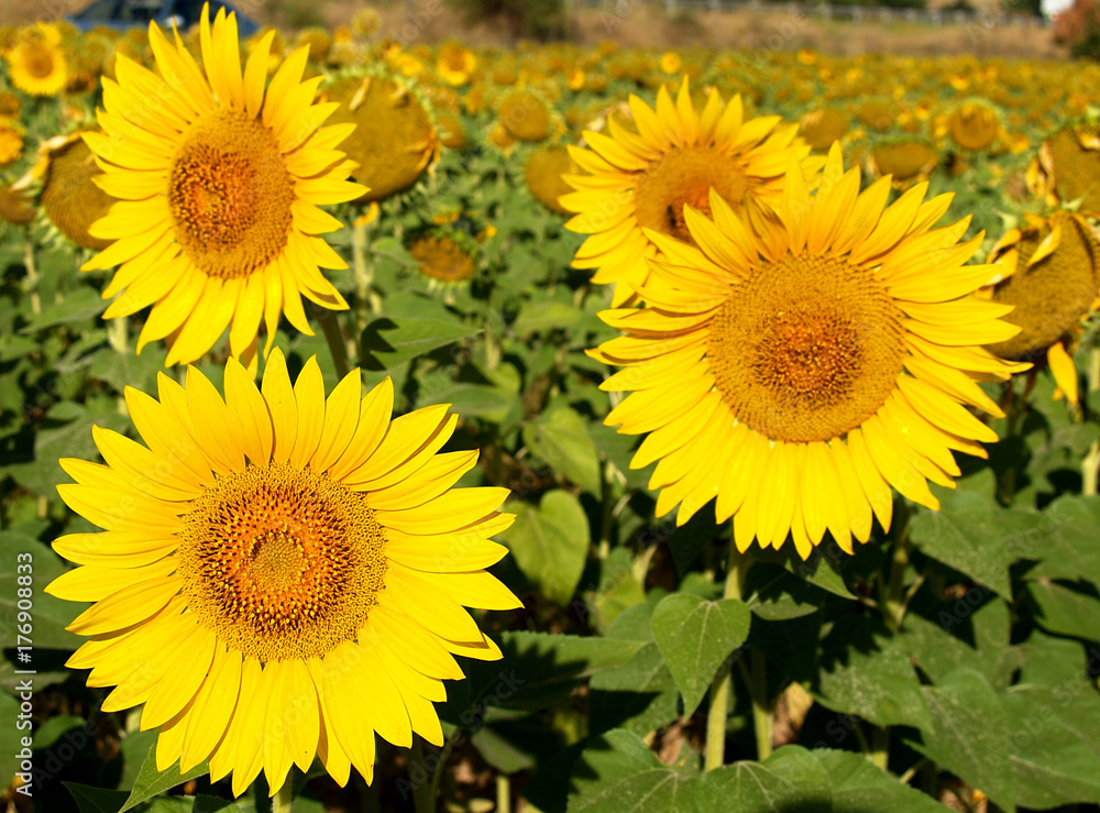 Fototapeta premium sunflowers in the field