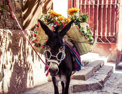 Funny mexican donkey with glasses fabrics and flowers