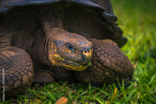 Galapagos Islands - July 22, 2017: Giant Tortoise in Santa Cruz photo