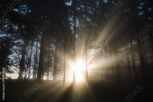 Beautiful light rays shining through fog and trees in a forest photo