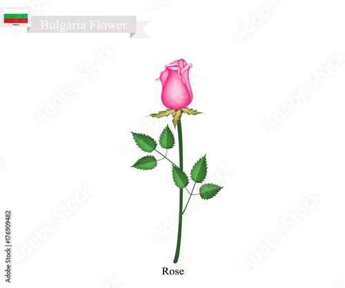 Pink Rose Flowers, The National Flower of Bulgaria