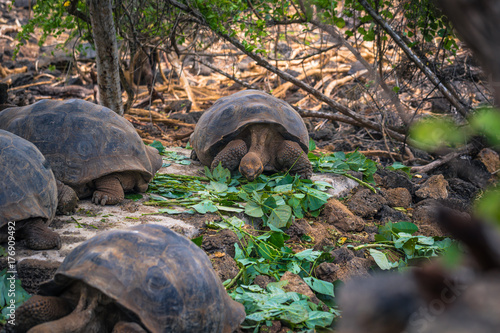 Vászonkép Galapagos Islands - August 23, 2017: Giant land Tortoises in the Darwin Research