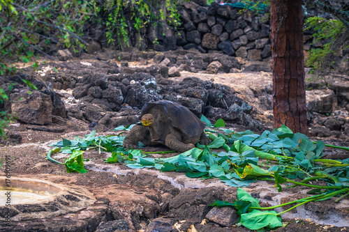 Photography Galapagos Islands - August 23, 2017: Giant land Tortoises in the Darwin Research