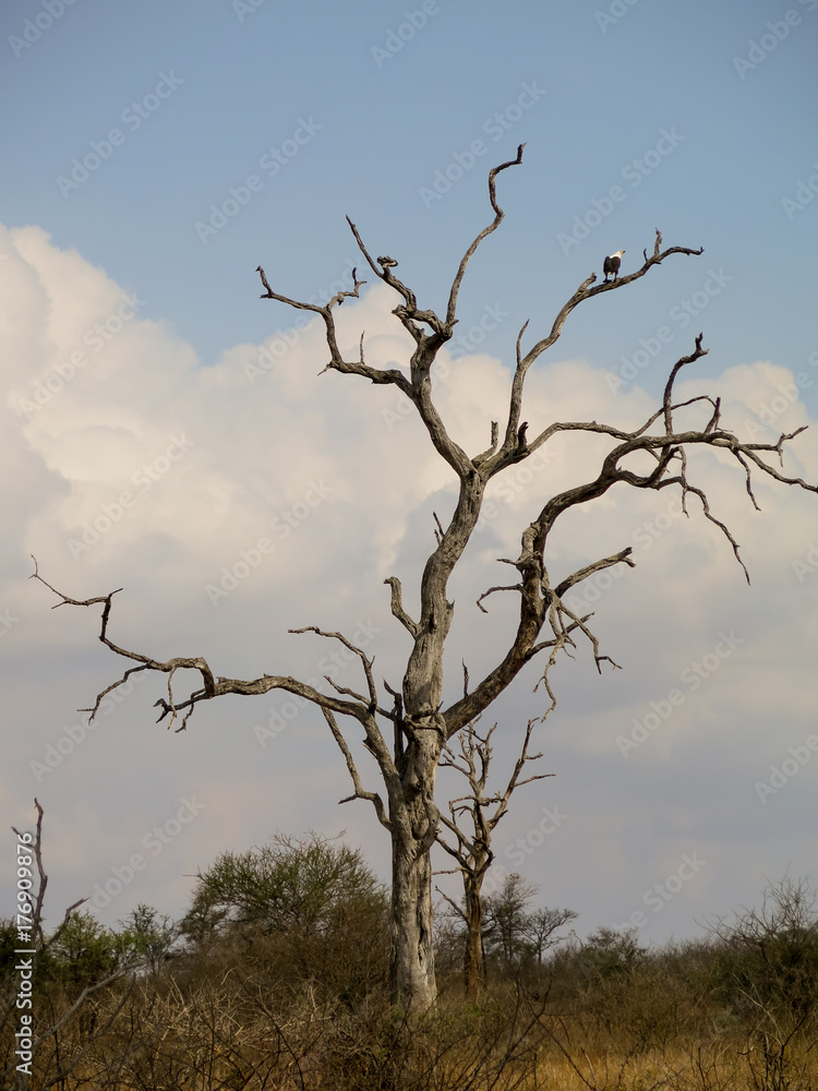 Dead Tree with African Fish Eagle sitting on a branch Dead Tree with African Fish Eagle sitting on a branch