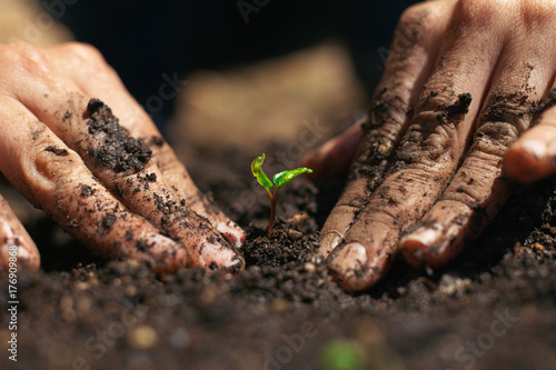 Woman's hands planting small vegetable in the garden.