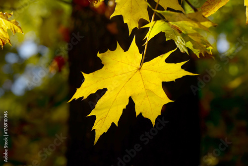 yellow autumn leaves