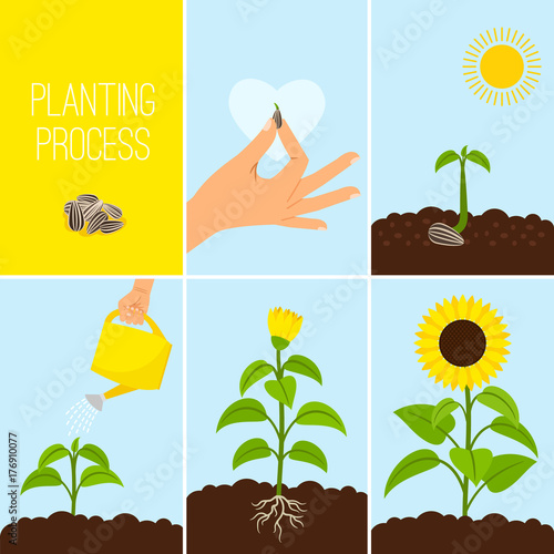 Flower planting process