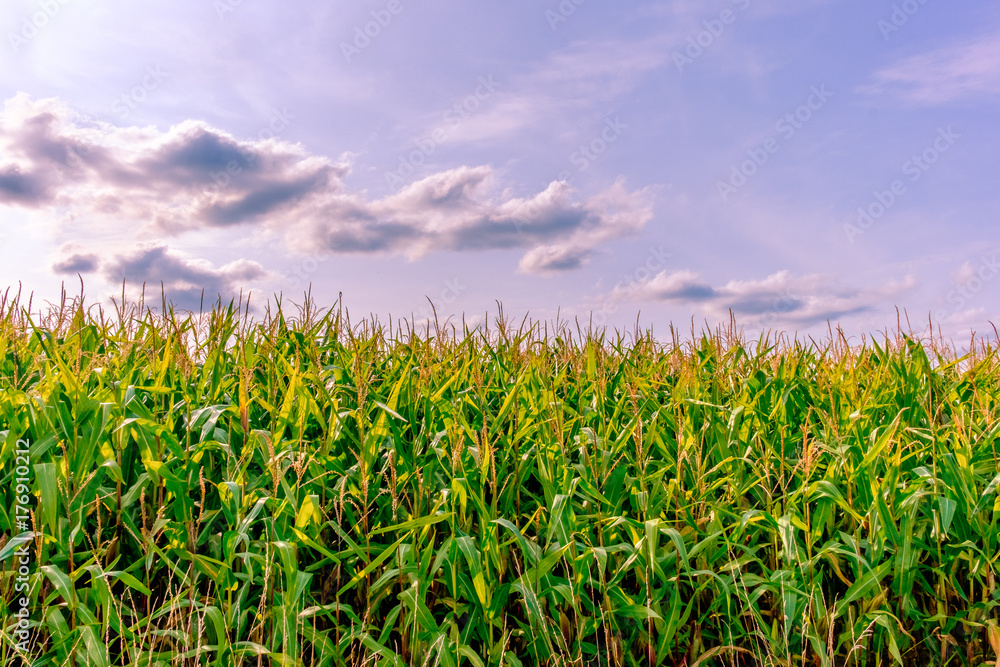 Edge of a Maize field in summertime at sunset in the Mayenne countryside, France Edge of a Maize field in summertime at sunset in the Mayenne countryside, France