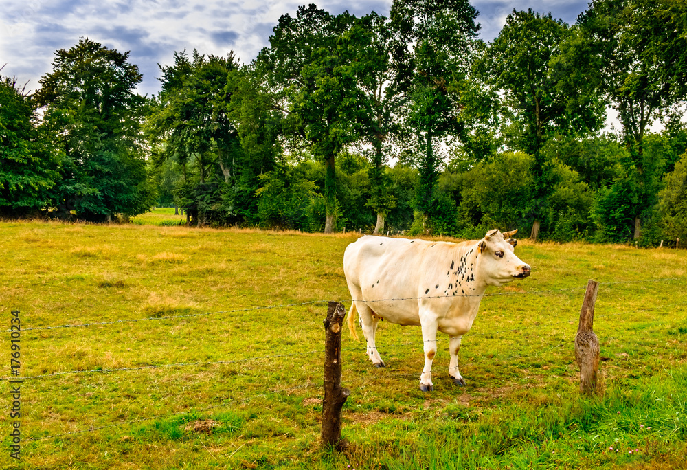 Young Norman cow in a field of the Orne  countryside in summer, Normandy France