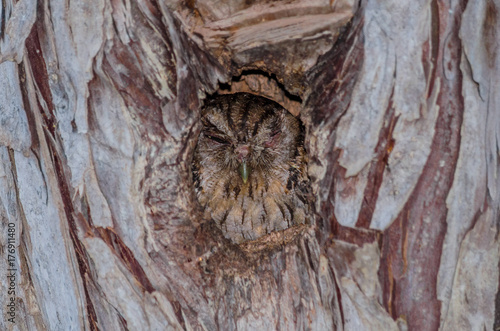 фотографія Tropical Screech-Owl hiding in a tree