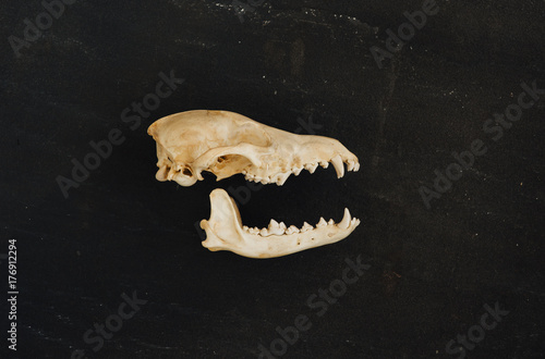 A skull and jawbone laying on a piece of dark stone