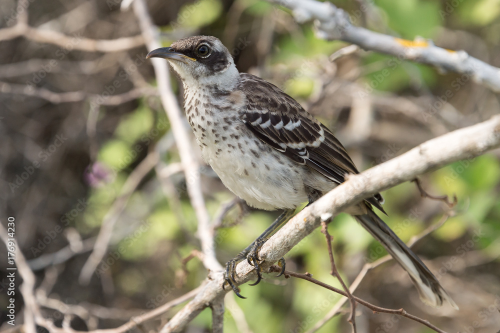 Galapagos mockingbird Galapagos mockingbird