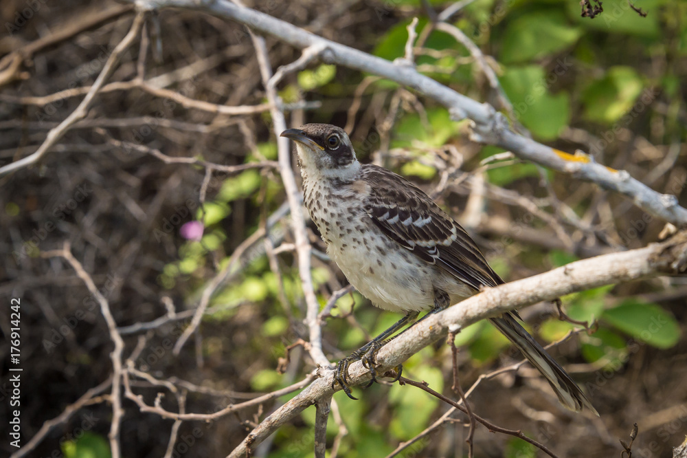 Galapagos mockingbird Galapagos mockingbird