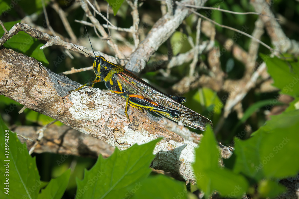 Galapagos large painted locust,schistocerca melanocera Galapagos large painted locust,schistocerca melanocera