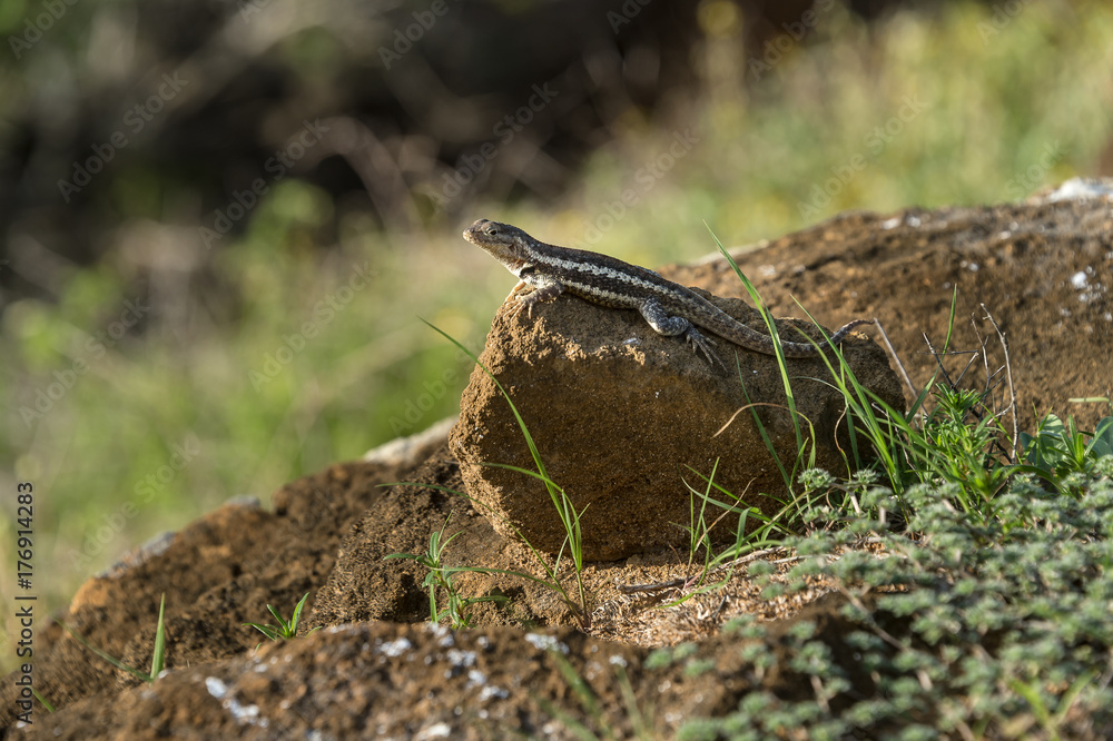 Obraz premium Lava Lizard, Microlophus albemariensis, unique to the Galapagos, Ecuador