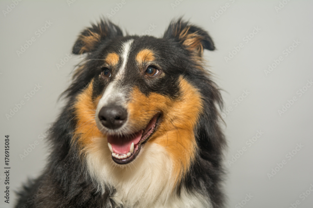 Fototapeta premium Happy Sheltie