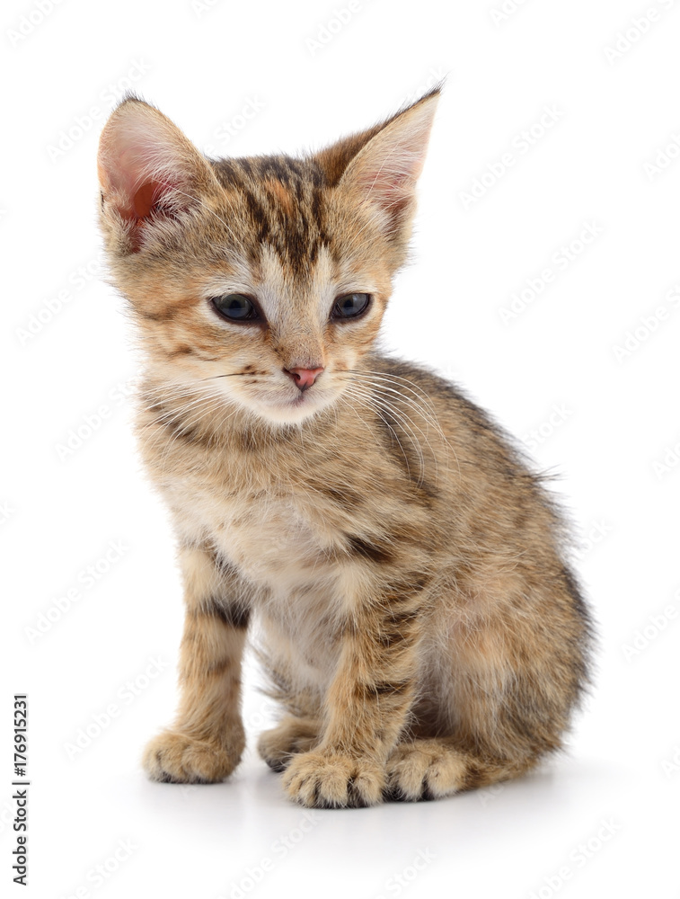 Obraz premium Small brown kitten.