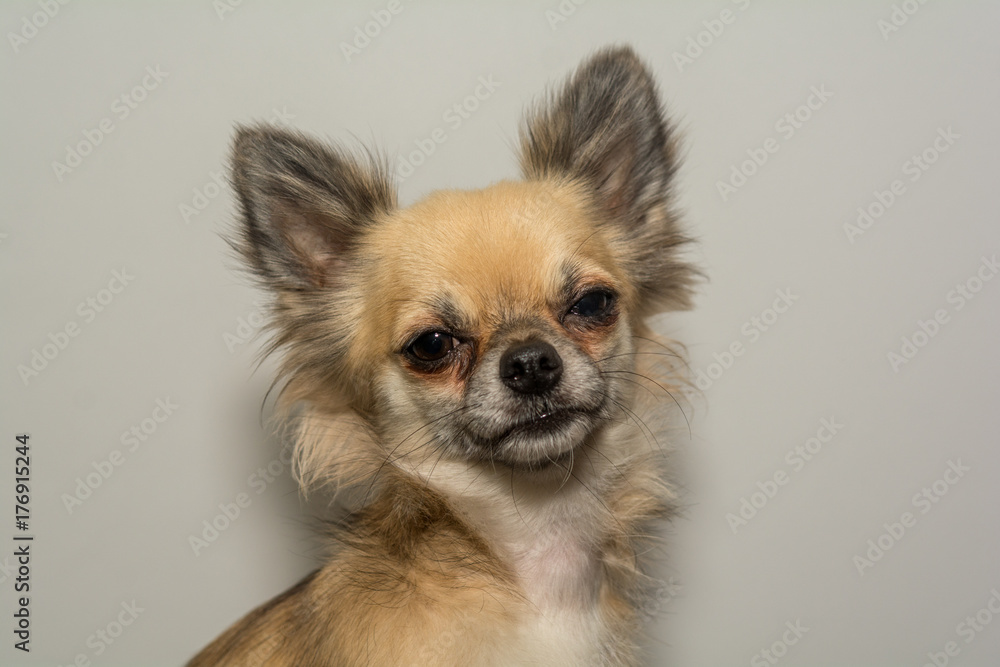 Chihuahua Posing