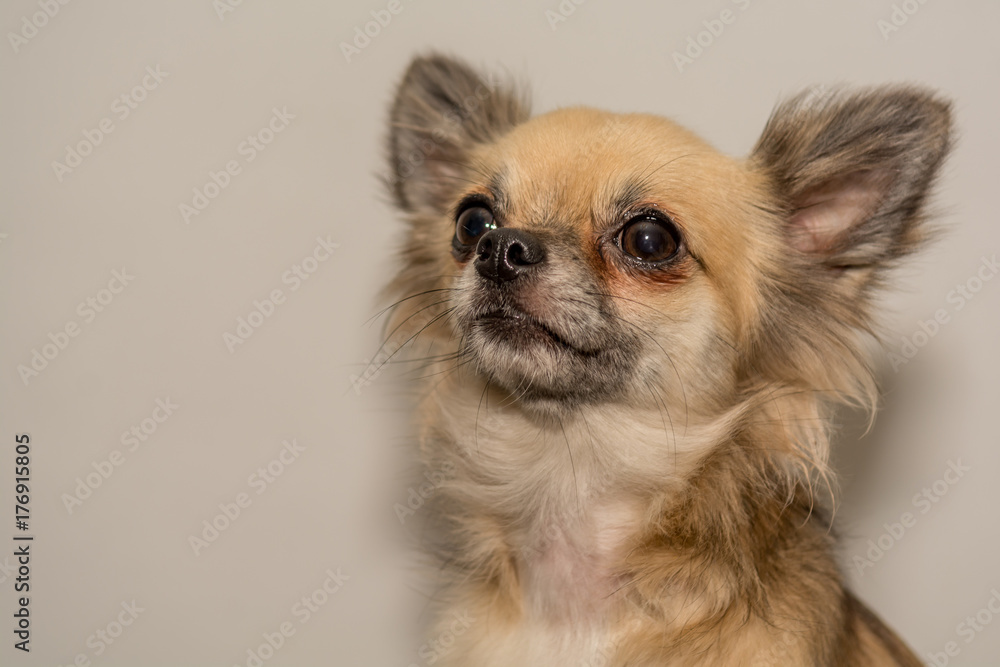 Chihuahua Posing