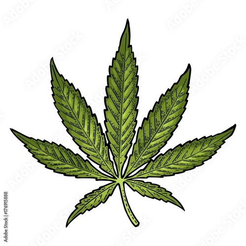 Marijuana leaf. Vintage black vector engraving illustration