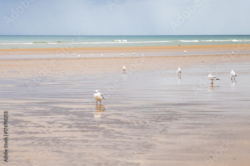 Seagulls on Omaha Beach Normandy France