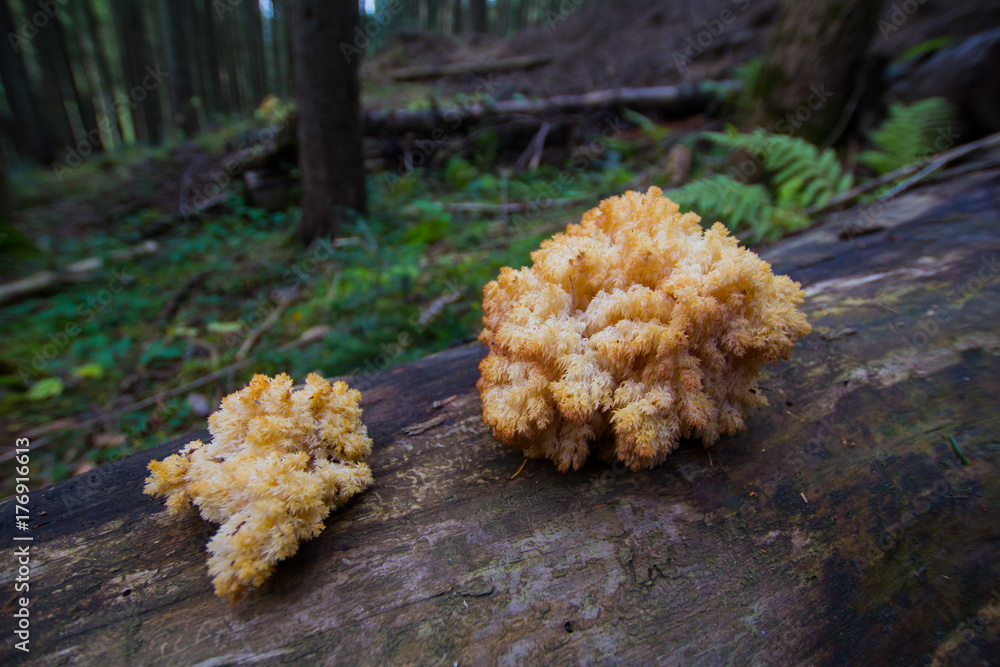 mushrooms in forest, autumn picturest of forest, woods background mushrooms in forest, autumn picturest of forest, woods background
