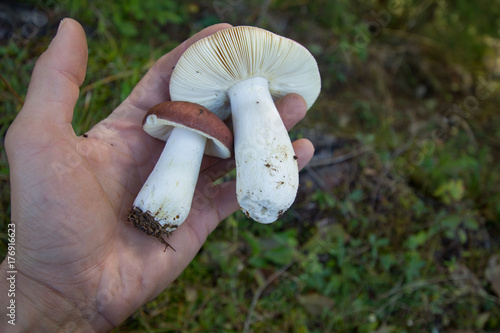 mushrooms in forest, autumn picturest of forest, woods background   photo