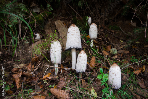 mushrooms in forest, autumn picturest of forest, woods background   photo