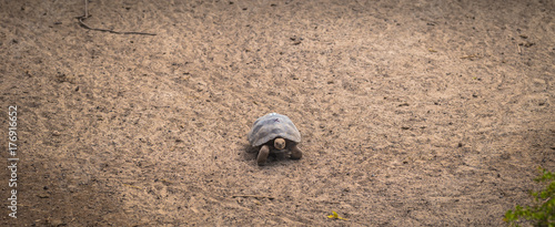 Galapagos Islands - August 25, 2017: Giant land tortoise in the Tortoise breeding center of Isabela Galapagos Islands, Ecuador photo