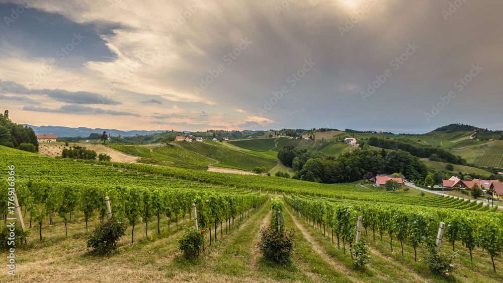 Landscape with Styrian Tuscany Vineyard at summer cloudy day, Austria