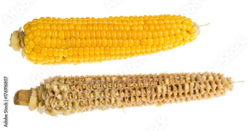 Εκτύπωση καμβά Whole and empty corn cob