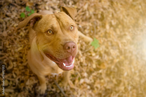 Happy dog looking up - Autumn portrait