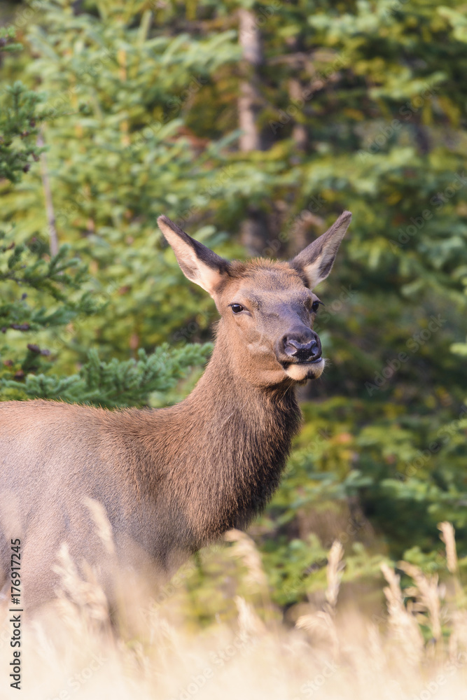 canadian Elk in a field