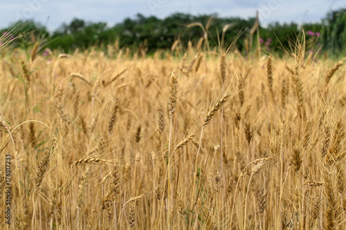 Many ears of cereal wheat have ripened and are ready to harvest.A field of wheat with golden ears reaching for the sky