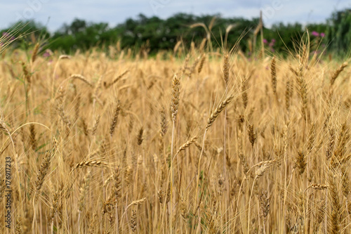 Obraz na plátně Many ears of cereal wheat have ripened and are ready to harvest