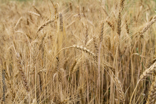 Many ears of cereal wheat have ripened and are ready to harvest. A field of wheat with golden ears. © zatvorniknik