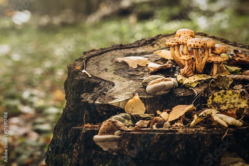 Mushrooms. Ukraine forest is rich in mushrooms. Autumn concept.